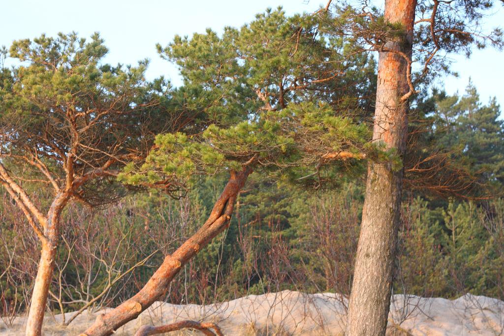 Forest Apartment Palanga Dış mekan fotoğraf