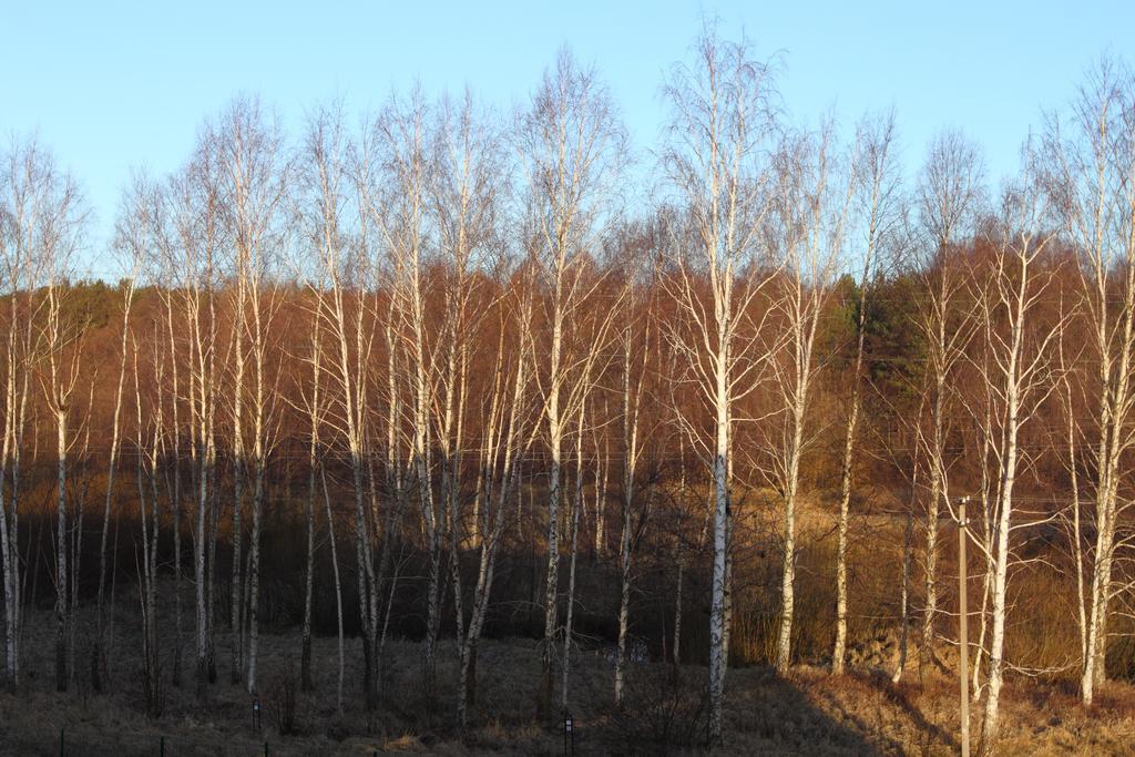 Forest Apartment Palanga Dış mekan fotoğraf